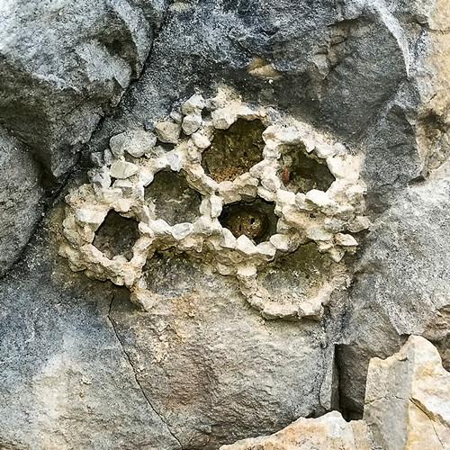Katamenes arbustorum